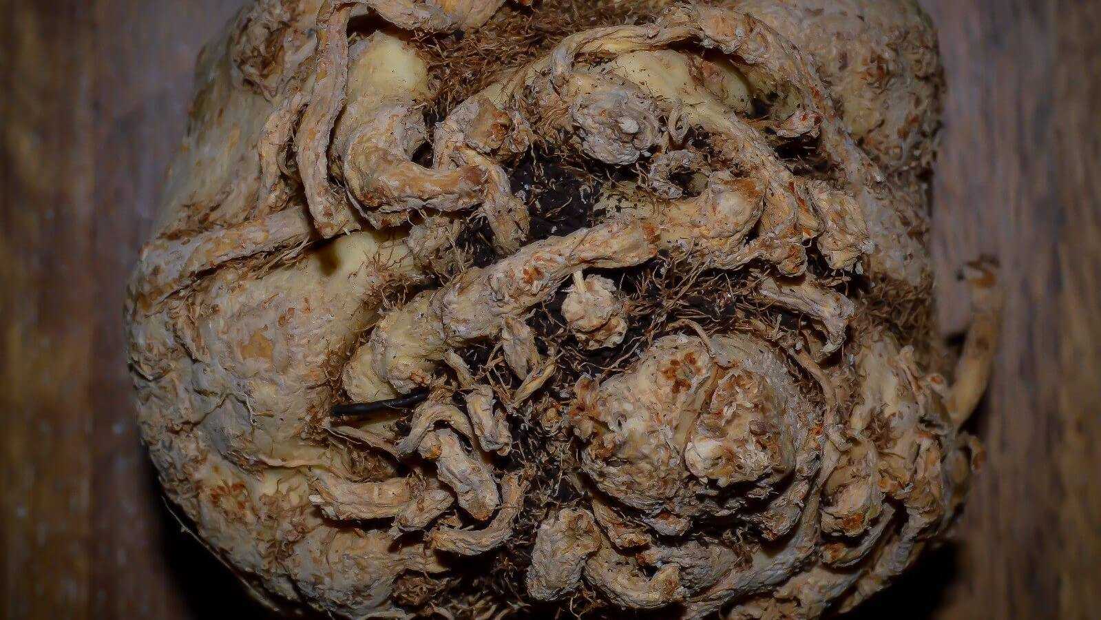 Rotselleri